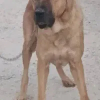 سگ سرابی نگهبان گارد چهارستون سالم