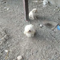 سگ پاکوتاه