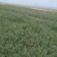 سلام ۱۵جیرب یونجه برای دام گوسفندوگاو|حیوانات مزرعه|اصفهان, راه آهن|دیوار