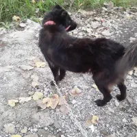 سگ سرابی چهارساله