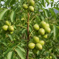 نهال گردو خوشهای با باردهی بالا|خدمات باغبانی و درختکاری|گرمی, |دیوار