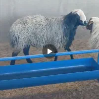 قوچ شال|حیوانات مزرعه|زرندیه, |دیوار