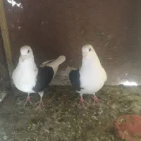 کفتر|پرنده|یزد, |دیوار