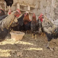 خروس محلی (رسمی)