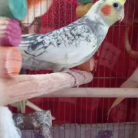 عروس هلندی