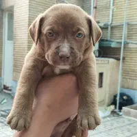 پیت بول، پیتبول نر|سگ|مشهد, زیبا شهر|دیوار