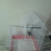 قفس عروس هلندی|لوازم جانبی حیوانات|تهران, مولوی|دیوار