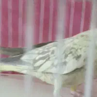 گمشده
