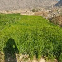 نشا چلتوک شمیم نخ بلند