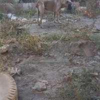 سگ سرابی نر|سگ|چهارباغ, |دیوار