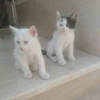 واگذاری ۲تا بچه گربه ۴ ماهه خانگی نر و ماده