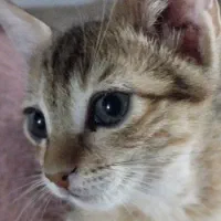 واگذاری بچه گربه دو ماهه امیدیه