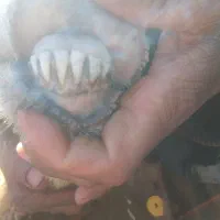 3عدد میش تخمی|حیوانات مزرعه|تربت جام, جامرود|دیوار