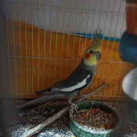 دوعدد عروس هلندی نرسخنگو