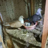 نروماده کلاغ  زردهفترنگ باسه تاجوجه سرلاکی