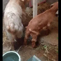 بز با  بزغاله ش فروشی