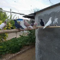 کبوتر دونه ای ۱۵۰