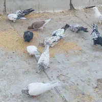 کبوتر پرشی|پرنده|پاکدشت, پاکدشت (مامازند)|دیوار