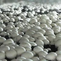 اجاره کارخانه قارچ  ۶۰۰ تنی