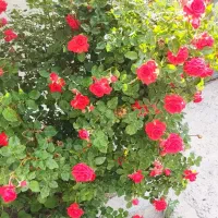 فروش خانه ویلایی نزدیک پل زمان خان|فروش خانه و ویلا|اصفهان, دستگرده|دیوار
