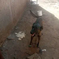 سگ نر|سگ|تاکستان, |دیوار