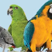 اصلاح بال پرندگان در منزل و خدمات دان و دارو