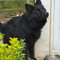 ژرمن بلک ماده