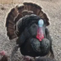 بوقلمون نر محلی