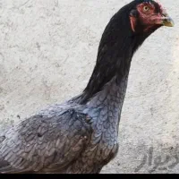 مرغ لاری طوسی پر طاووسی