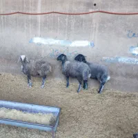 بره شیرخور و خوراک خور میش بز بزغاله بز دوقلو|حیوانات مزرعه|قم, شهر قائم|دیوار