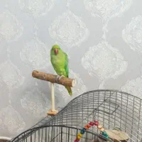 طوطی ملنگو ماده سخنگو، نیمه رام با قفس