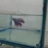 ماهی فایتر|ماهی|شاهین‌شهر, گرگاب|دیوار