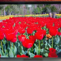 تلویزیون ۵۵ اینچ|تلویزیون و پروژکتور|اقبالیه, |دیوار