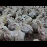 سالن دار مرغداری