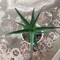 گل شاخ بزی همراه گلدان