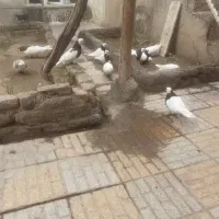 کبوتر