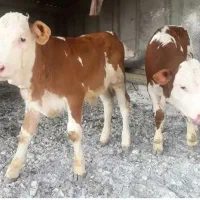 خرید وفروش گوساله های پرواری سمینتال و هلشتاین|حیوانات مزرعه|بندر ترکمن, |دیوار