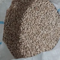لوبیاکپسولی لوبیا چیتی
