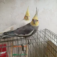 عروس هلندی