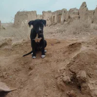 سگ پاکوتاه نروسگ نژاددار|سگ|ماهدشت, |دیوار