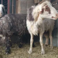 قوچ.چپش.میش فروشی