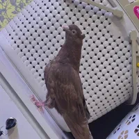 جوجه آبادنی|پرنده|اهواز, پردیس|دیوار