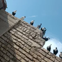 نرماده ریش سیاواکسی|پرنده|هامون, |دیوار