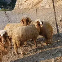 فروش چهار رآس شیشک هم داشتی هم برای قصابی