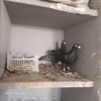 زاغ آلمانی درجه یک|پرنده|خاش, |دیوار