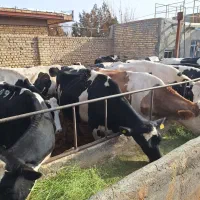 سلام۲۰رسگاو شیریبهفروشمیرسد|حیوانات مزرعه|فامنین, |دیوار