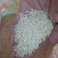 نیمدانه هاشمی نیمه دودی آستانه اشرفیه|خوردنی و آشامیدنی|رشت, خرسندی|دیوار