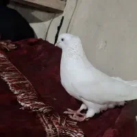 کفتر  اراکی|حیوانات|بندر ماهشهر, |دیوار