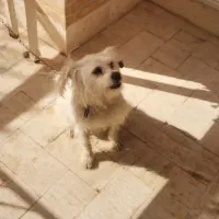 سگ پا کوتاه سفید. خیلی با نمک|سگ|یزد, |دیوار