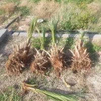 پاجوش پیارم محدود